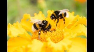 Bee Propolis 5:1 Extract