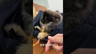 먹을때 건들면 난리나는 포메 성격
