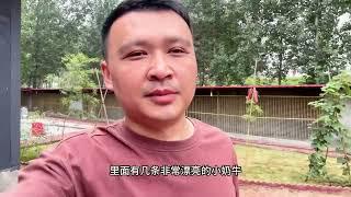 阿龙犬舍面临大改革，为了犬舍发展决定裁员，大家看应该裁谁？
