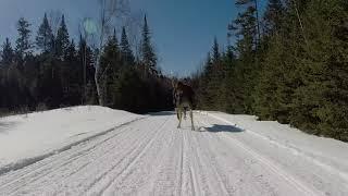 Moose in the Trail NEK