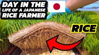 A Day in the Life of A Japanese Rice Farmer #japan #food    #dayinthelife