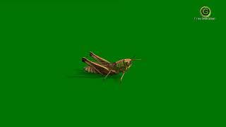 Grasshopper Green Screen HD