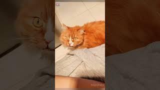 Funny cat meows#cat #meow