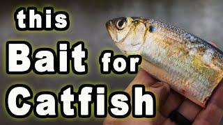 Testing a New Cut Bait for Catfish Bait