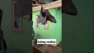 KELELAWAR RAKSAKSA