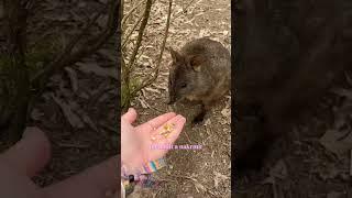 Aussie diaries 