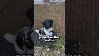 Stand by me dog  #dogs