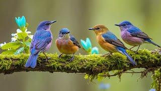 Relaxing Music with Birds Singing - Beautiful Piano Music & Guitar Music by Soothing Relaxation