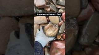 Suprised inside rotten beach pebble
