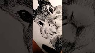 Лёгкий рисунок мордочки кроликакарандашом  #drawing #art #rabbit #newyear