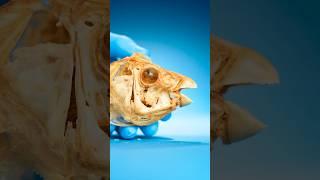 What’s Inside a Parrotfish?