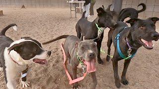 Dog TV Daycare for Mondays