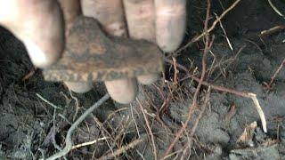 Digging for pottery