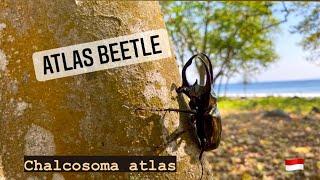 The Atlas beetle (Chalcosoma atlas) | Herping North Sumatra