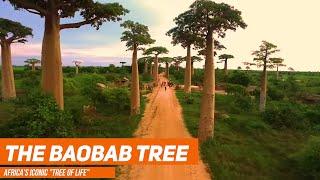 Baobab | The sacred tree of Africa and Madagascar | Africa's Iconic "TREE OF LIFE"