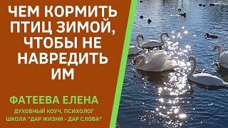 ЧЕМ ПРАВИЛЬНО КОРМИТЬ ПТИЦ ЗИМОЙ, ЧТОБЫ ИМ НЕ НАВРЕДИТЬ. Чем кормить лебедей и уток. ФАТЕЕВА ЕЛЕНА