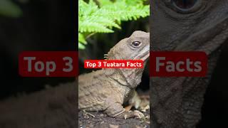 Tuatara are Incredible! #animalfacts #animals #tuatara