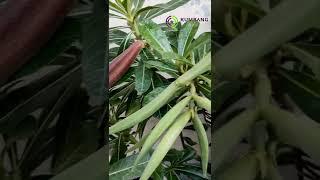 KUMBANG Nursery #shorts #kumbang #adenium #grafting #bonsai #plants