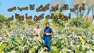 Mango plants grafting best season and time ||Aam ki kalam k ley or podon ki godi k ley best time