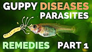 Gupp Fish Care - Guppy Diseases, Parasites and Remedies - Part 1