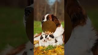 Dogs Whatsapp Status Dp Images #imagesforstatus #whatsappstatusimages #whatsappstatusdp