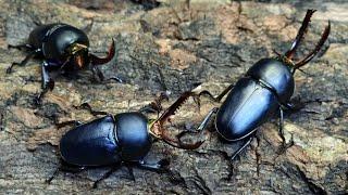 The life of the blue beetle! Lamprima Adolphinae (Beetle ASMR)