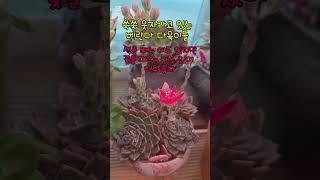 250526 베란다육이는 쑥쑥 성장중