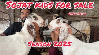 Season 2025 sojat kids for sale at shahid goat farm Delhi #open #price #viral #goatfarming #video