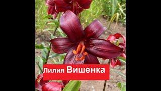 #Лилия Вишенка. Lilium Vishenka чалмовидная лилия.Многолетники цветущие в первый год посадки.