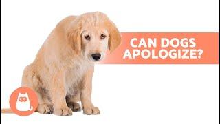 How Do DOGS SAY SORRY to HUMANS?  | Doggy Apologies