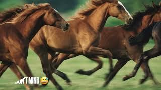 4 Kind of horses, guitar solo attempt