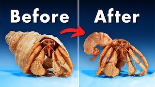 What's Inside a Hermit Crab Shell?