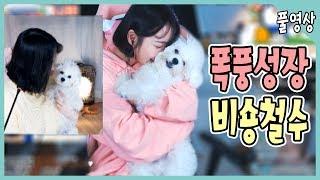 【안하랑풀영상】 내사랑 철수의 폭풍성장!!
