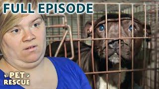 Is she Lying? Owner's Abandoned Dog Story Leaves RSPCA Stumped | The Dog Rescuers - S2 E2