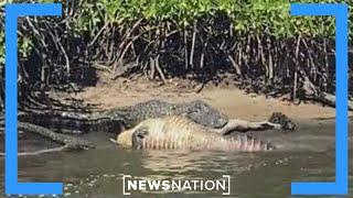 Florida AG proposes ‘Alligator Alcatraz’ detention center | Morning in America