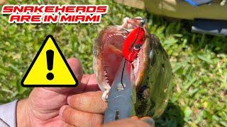 Snakeheads and Jaguars in Miami - Monster Mike Fishing
