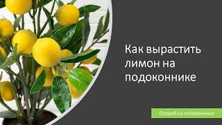 Как вырастить лимон на подоконнике