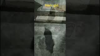 hero giri# Siberian rotwiller# rotwiller Devil#doglovers #dogshort
