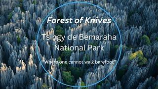 Forest of Knives | Tsingy de Bemaraha | Madagascar | Unexplored | Adventurous