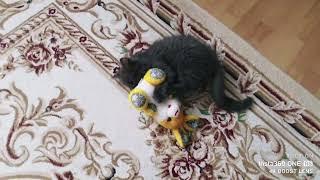 Kuzya the kitten is playing with a yellow hare on a string.Funny video