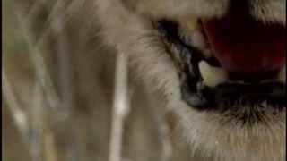 Bite Nite Animal Planet