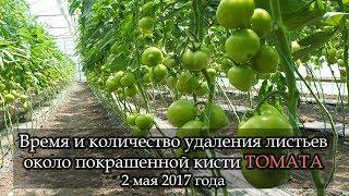 "ПОКРАШЕННАЯ" кисть томата. Когда и сколько убрать листьев возле кисти.