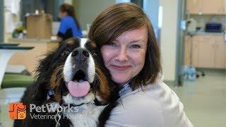 Welcome to Pet Works Veterinary Hospital