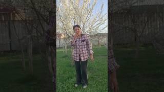 Танцы в саду. 