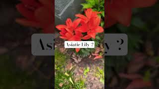 Asiatic Lily Tea #￼Herbs #flowertea #hippiespirit #asiatic #lily #dailyshorts