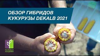 Обзор гибридов кукурузы DEKALB