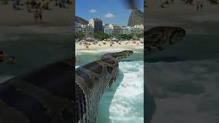 ANACONDA VS. RIO DE JANEIRO BEACH