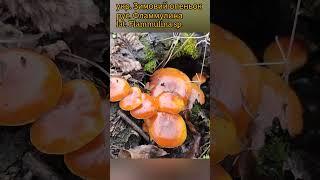  Красавица фламмулина, зимняя королева лесов️ #грибалка #mushroom #грибочки #грибоманія #ліс