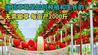 水培草莓是如何种植和生长的？无需锄草，每亩能产2000斤