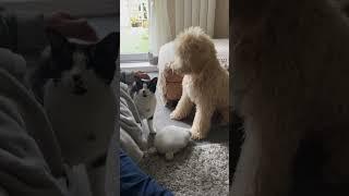 Dogs and cats are good friends